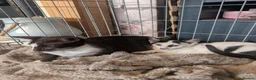 Oriental cats for sale: For sale - Advert 7