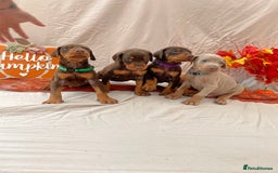 Dobermann dogs for sale: KC Reg European Doberman Pups Exceptional Line - Image 5