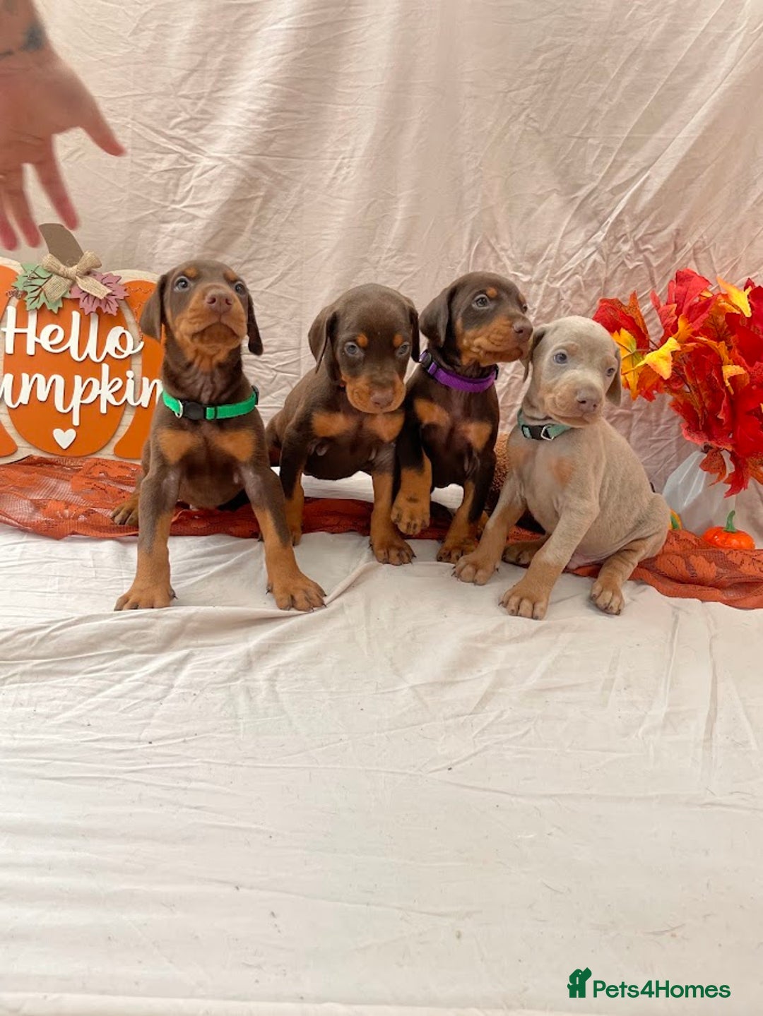 Dobermann dogs for sale: KC Reg European Doberman Pups Exceptional Line - Image 5