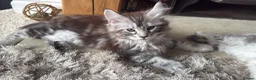 Maine Coon cats for sale: Tica registered  - Advert 7