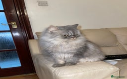 Persian cats for sale: Persian male  - Image 5