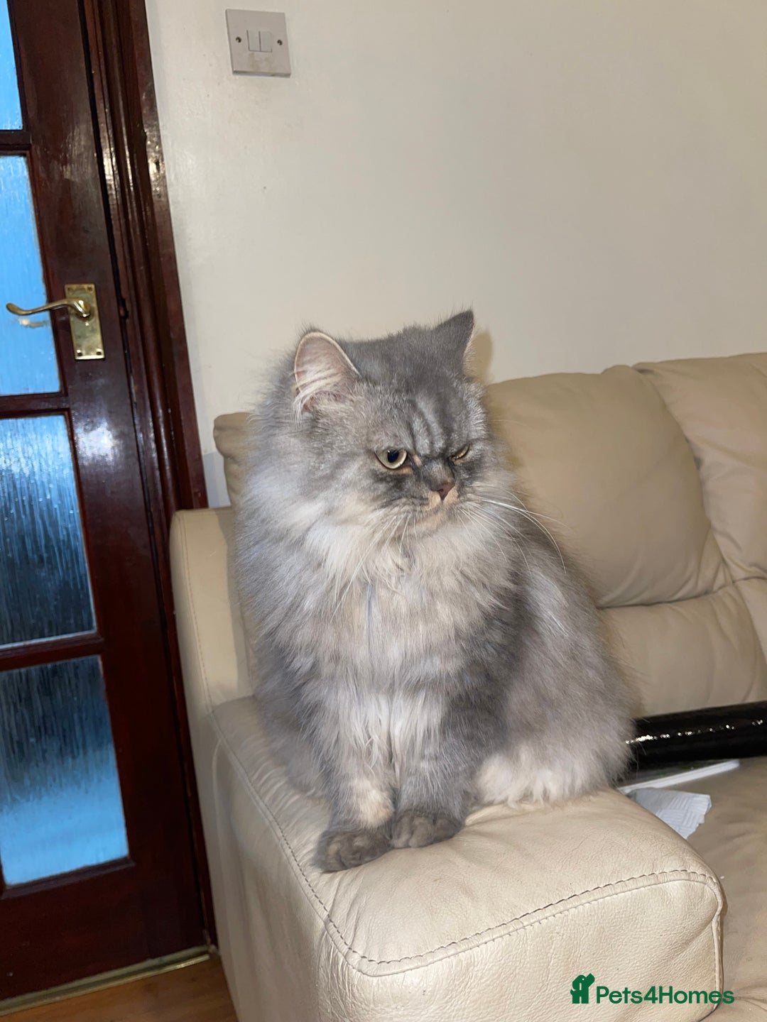 Persian cats for sale: Persian male  - Image 5
