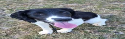 English Springer Spaniel dogs for sale: 10 month old springer bitch  - Advert 1