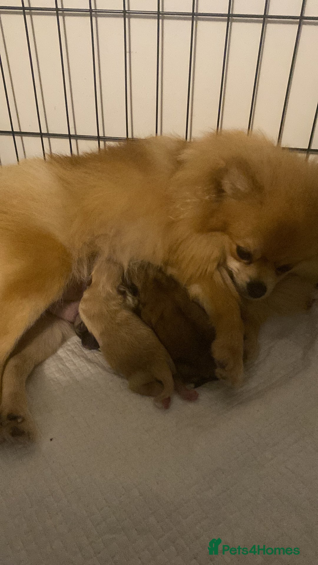 Pomeranian dogs for sale: Three beautiful Pomeranian puppies - Advert 1