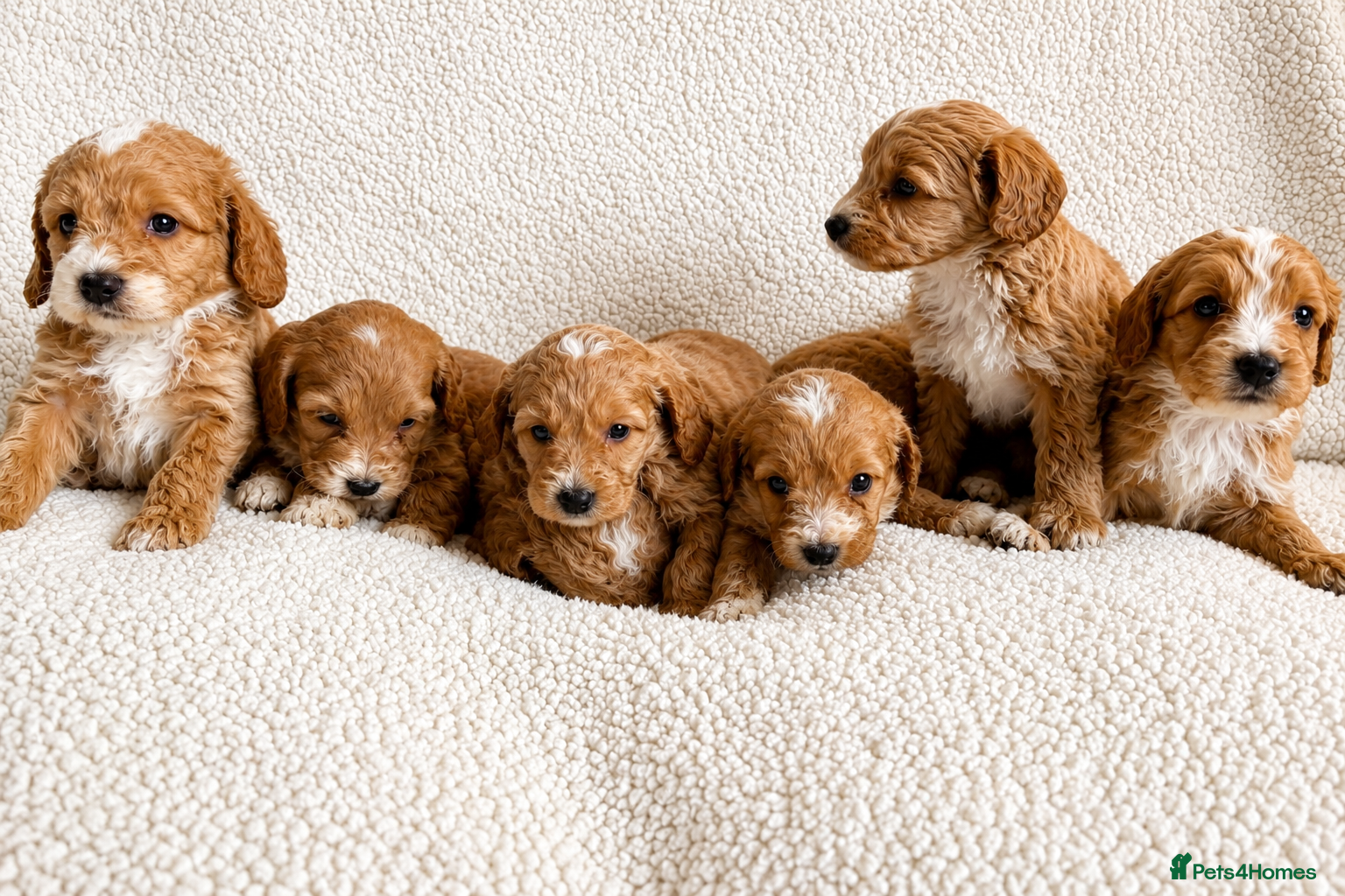 Cockapoo dogs for sale: F1bcockapoo puppies - DNA Health test clear  - Advert 1