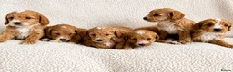 Cockapoo dogs for sale: F1bcockapoo puppies - DNA Health test clear  in Staines - Advert 1