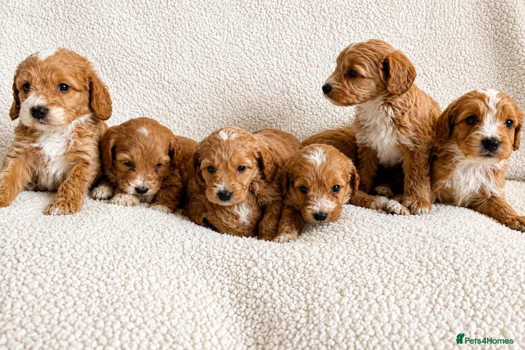 Cockapoo dogs for sale: F1bcockapoo puppies - DNA Health test clear  in Staines - Advert 1