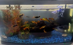 Platies fish for sale: Platies (Tank Included)  - Image 2