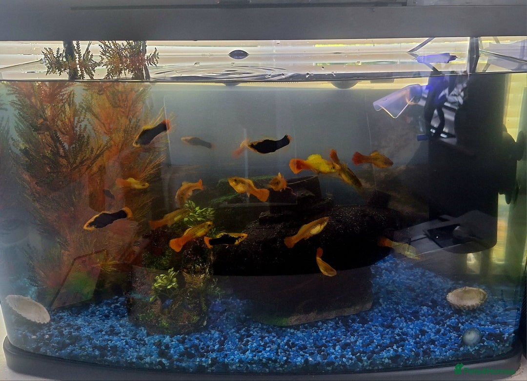 Platies fish for sale: Platies (Tank Included)  - Image 2