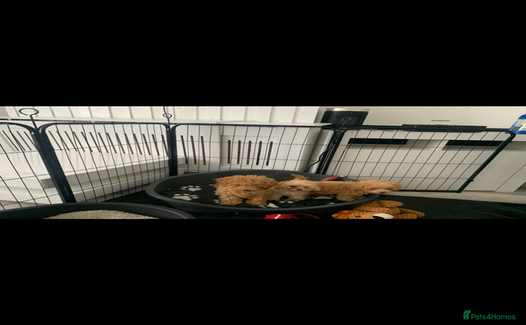 Poochon dogs - Advert 2