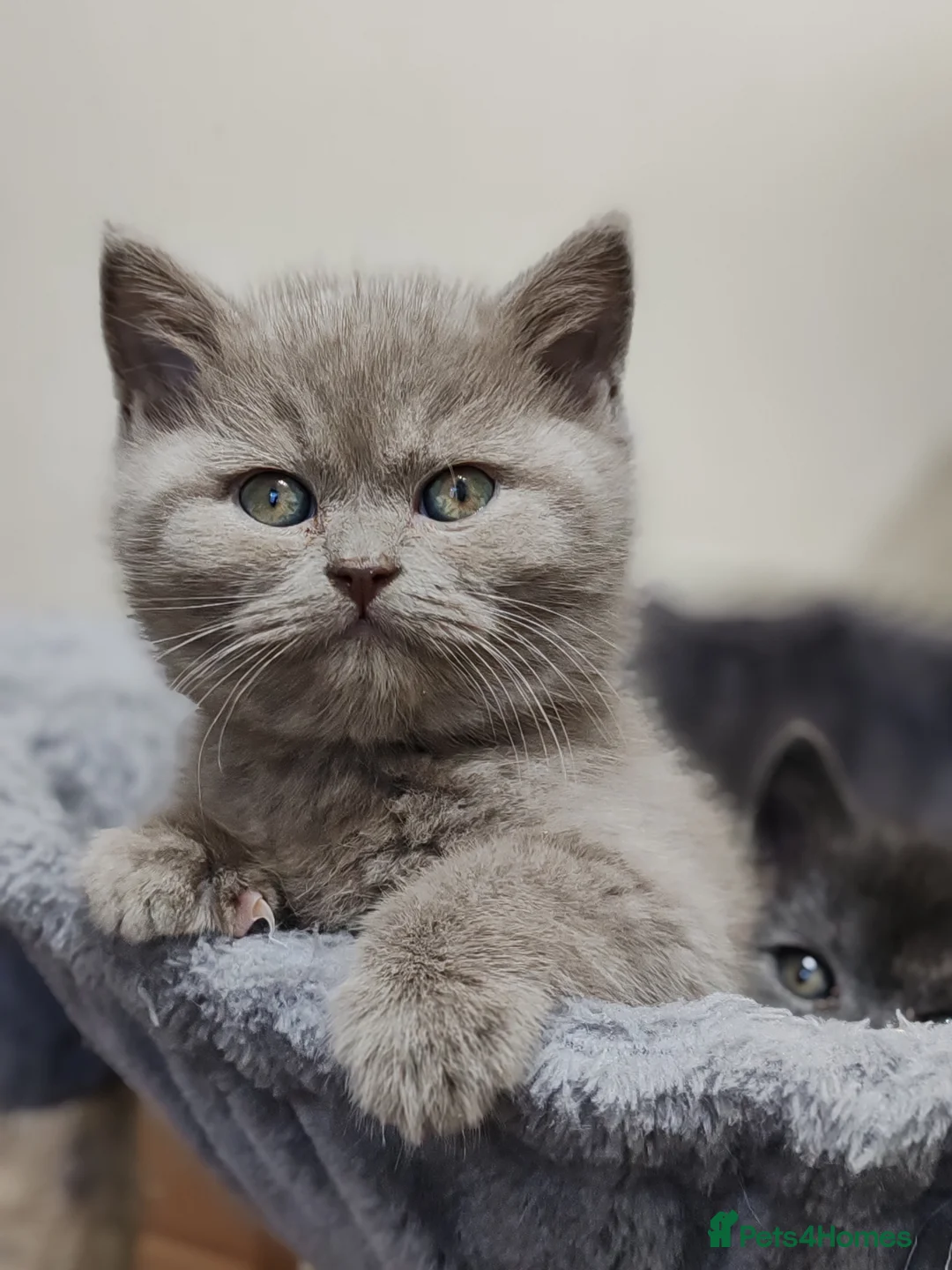 Scottish Fold cats for sale: Adorable Scottish Fold kittens - Advert 9