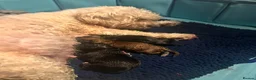 Mixed Breed dogs for sale: Jackapoo pups in Barrow-in-Furness - Advert 1
