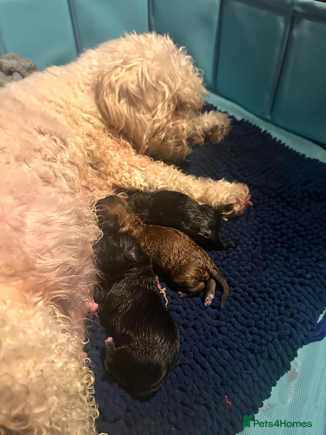 Mixed Breed dogs for sale: Jackapoo pups in Barrow-in-Furness - Advert 1
