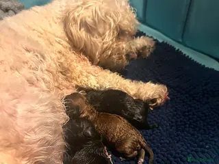 Mixed Breed dogs Jackapoo pups - Advert 3