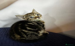 Domestic Shorthair cats for sale: Little ones  - Image 8