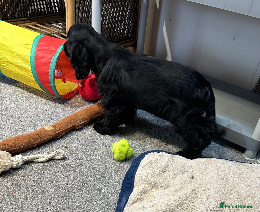 Cocker Spaniel dogs for sale: Handsome 4 month old black boy - Advert 6