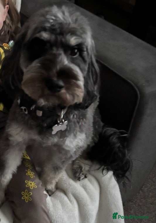 Cockapoo dogs Beautiful black / black and white cockapoos  - Advert 4