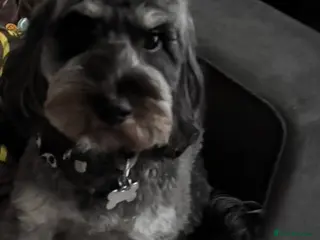 Cockapoo dogs Beautiful black / black and white cockapoos - Advert 4