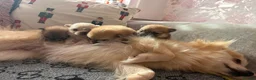 Pomeranian dogs for sale: Baby Poms  - Advert 5