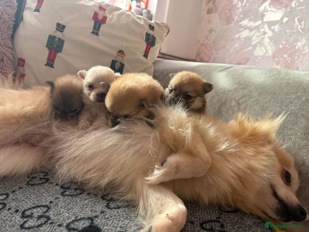 Pomeranian dogs for sale: Baby Poms  - Advert 5