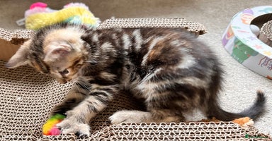 Mixed Breed cats - Advert 9