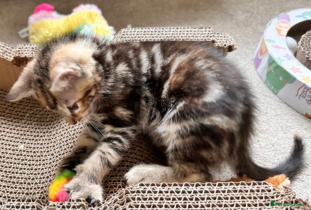 Mixed Breed cats for sale: Lovely bengal mix kittens: tabby, ginger, black - Image 10