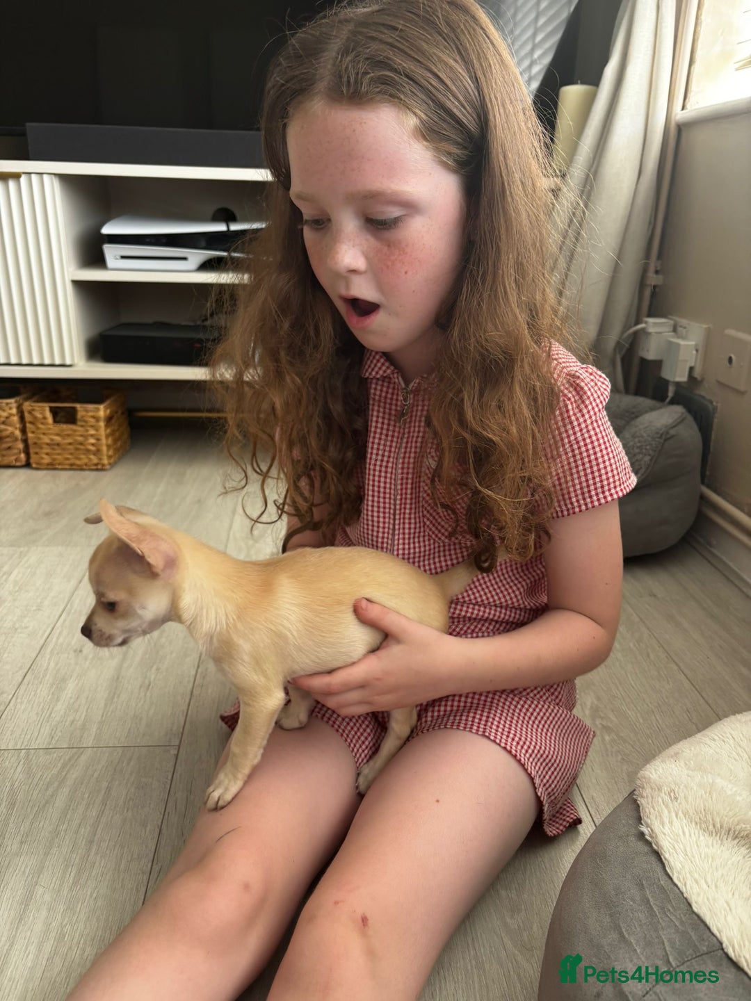 Chihuahua dogs for stud: Reggie the chocolate chi for stud in Ipswich - Image 27