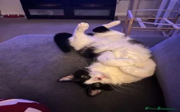 Mixed Breed cats for sale: Meet Tommy (Adoption) FREE - Image 4