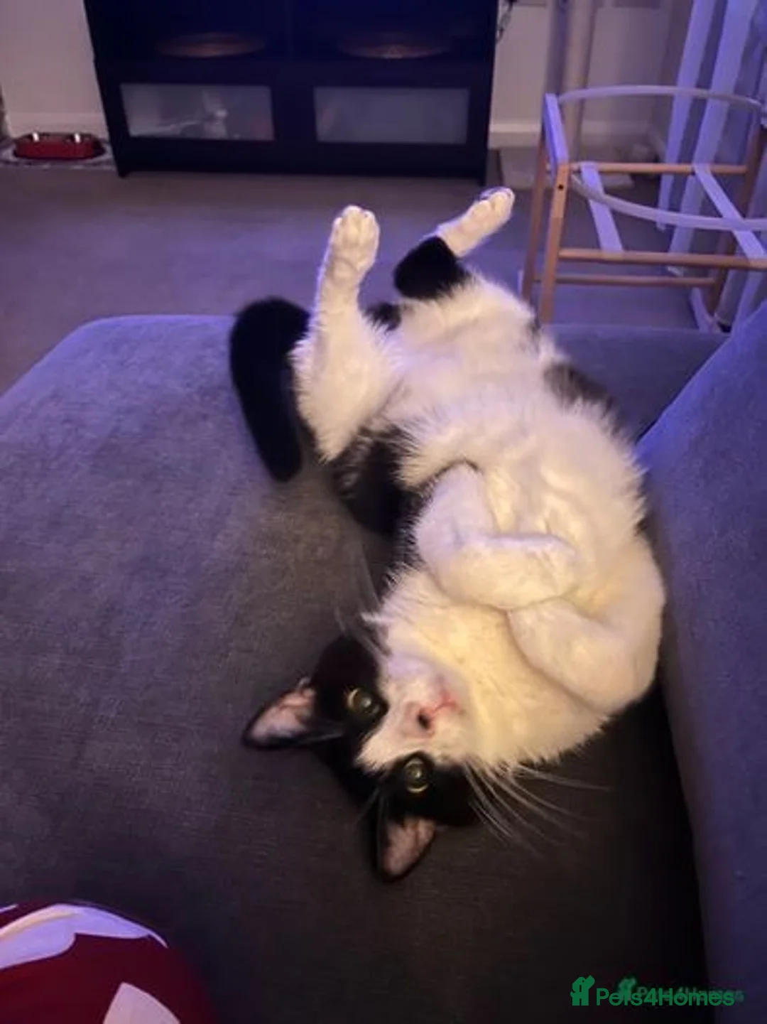 Mixed Breed cats for sale: Meet Tommy (Adoption) FREE - Image 4