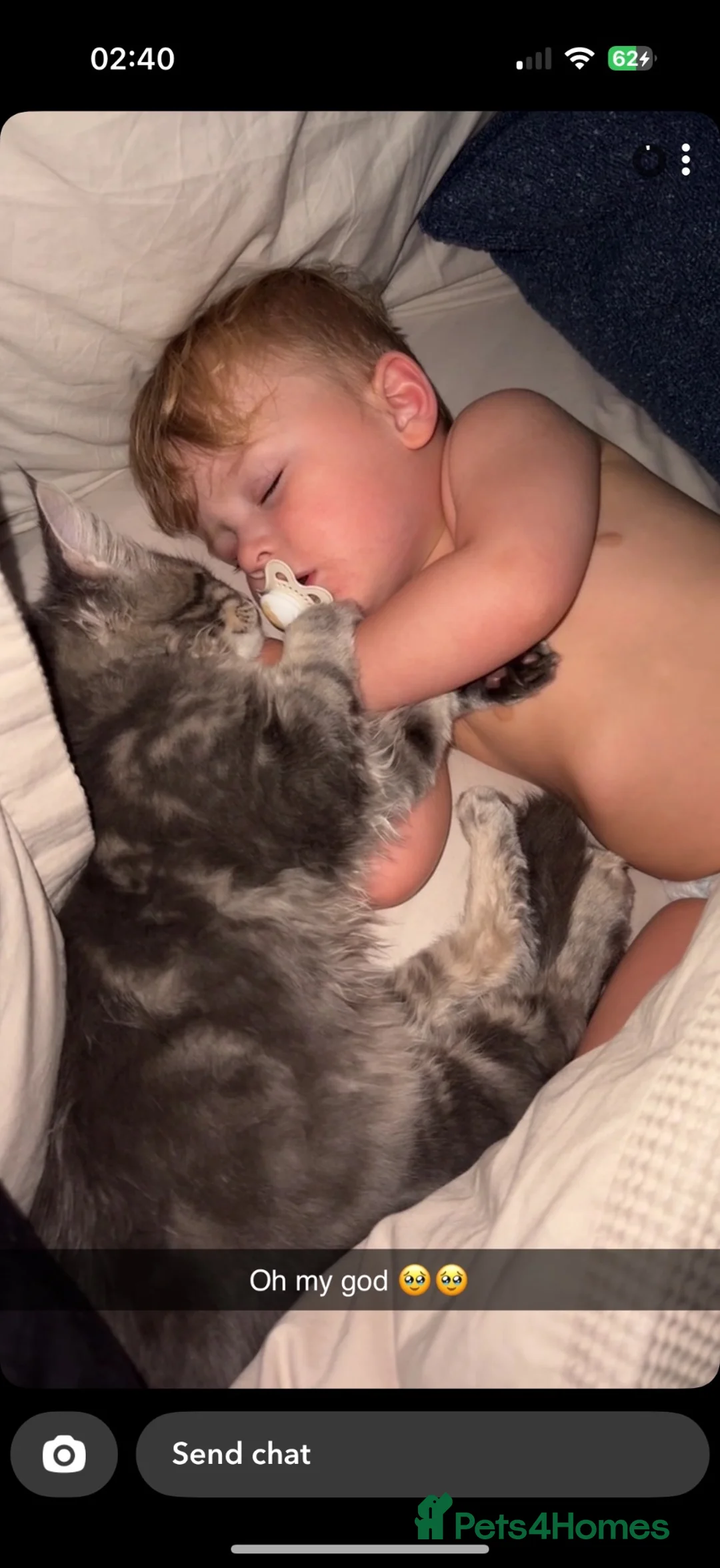 Maine Coon cats for sale: Boy and girl Maine coon  - Advert 7
