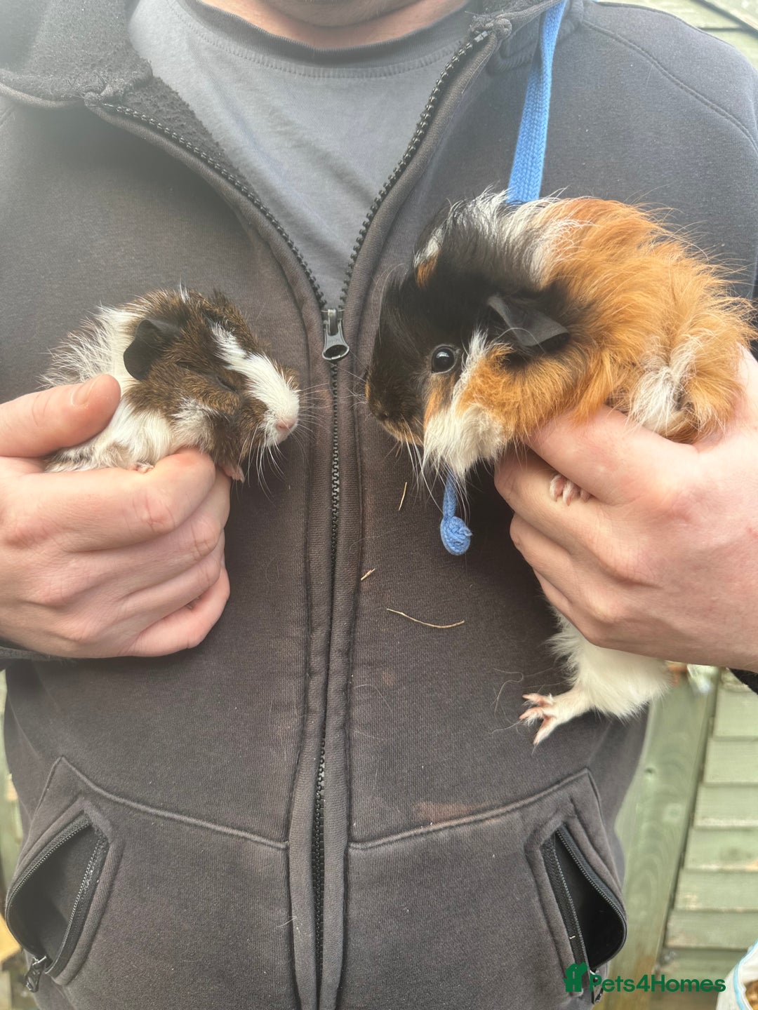 Guinea Pig rodents for sale: A pair of male piglets seeking forever home - Advert 3