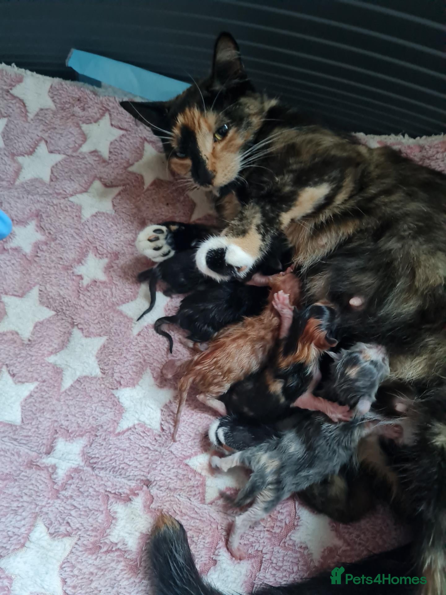 Mixed Breed cats Beautiful kittens for sale  - Advert 3
