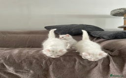 British Shorthair cats for sale: White SHD Kittens for sale - Image 1