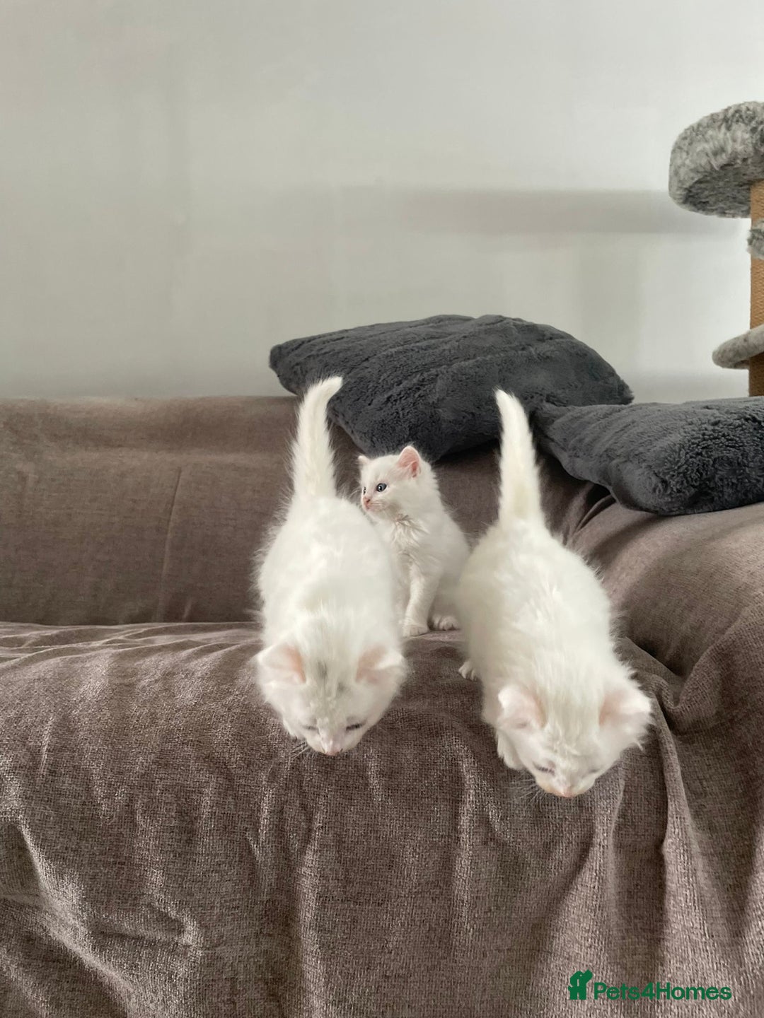 British Shorthair cats for sale: White SHD Kittens for sale - Image 1
