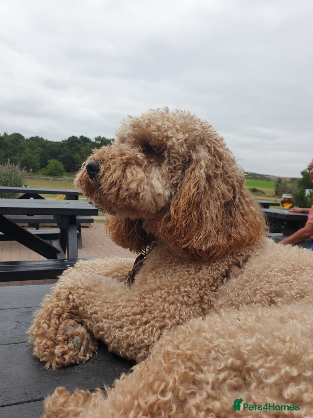 Miniature Poodle dogs for stud: Apricot poodle for Stud - Image 3