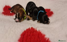Chorkie dogs for sale: Outstanding Chihuahua x Yorkshire Terrier puppies  - Advert 10