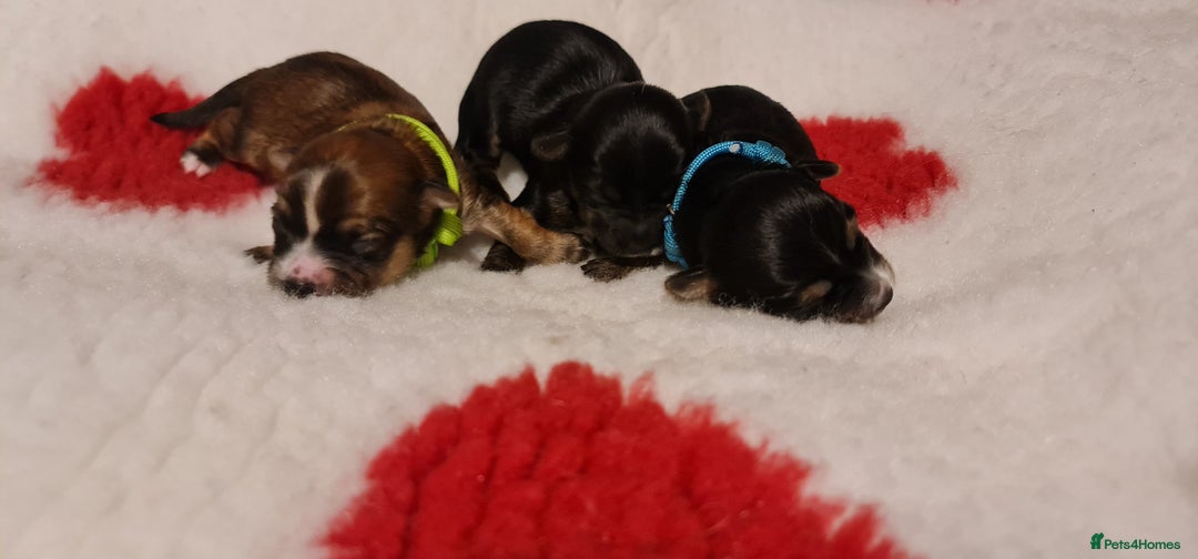 Chorkie dogs for sale: Outstanding Chihuahua x Yorkshire Terrier puppies  - Advert 10