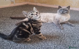 British Shorthair cats for sale: British Shorthair kitten  - Image 7