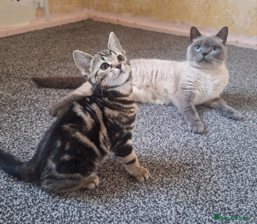 British Shorthair cats for sale: British Shorthair kitten  - Image 7