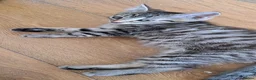 Russian Blue cats for sale: 🐾 Stunning 9 weeks Russian Blue X Tabby Kittens - Advert 2