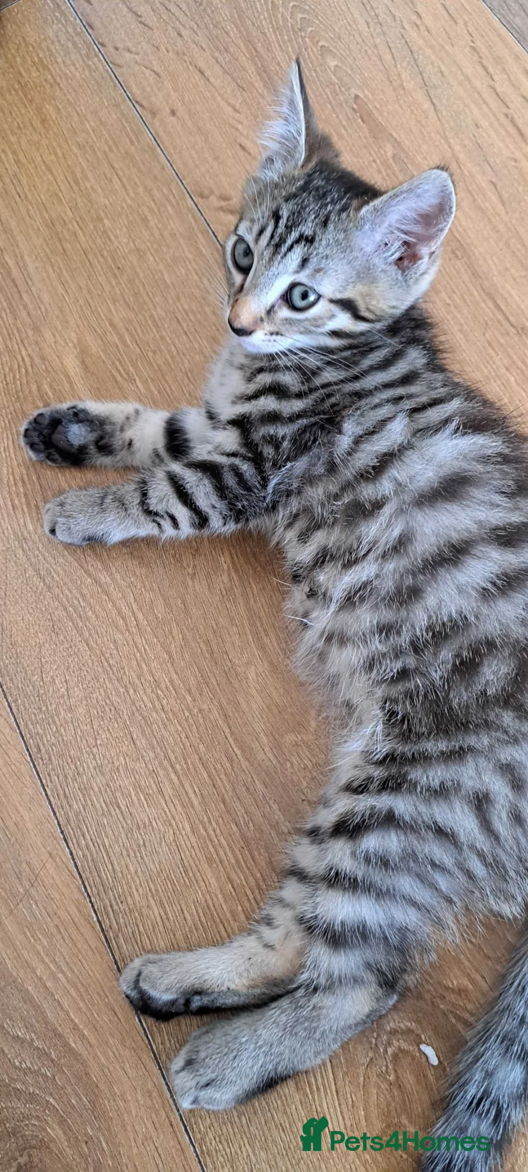 Russian Blue cats for sale: 🐾 Stunning 9 weeks Russian Blue X Tabby Kittens - Advert 2