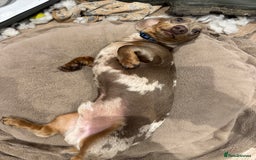 Miniature Dachshund dogs for sale: Stunning Isabella miniature dachshund - Image 4