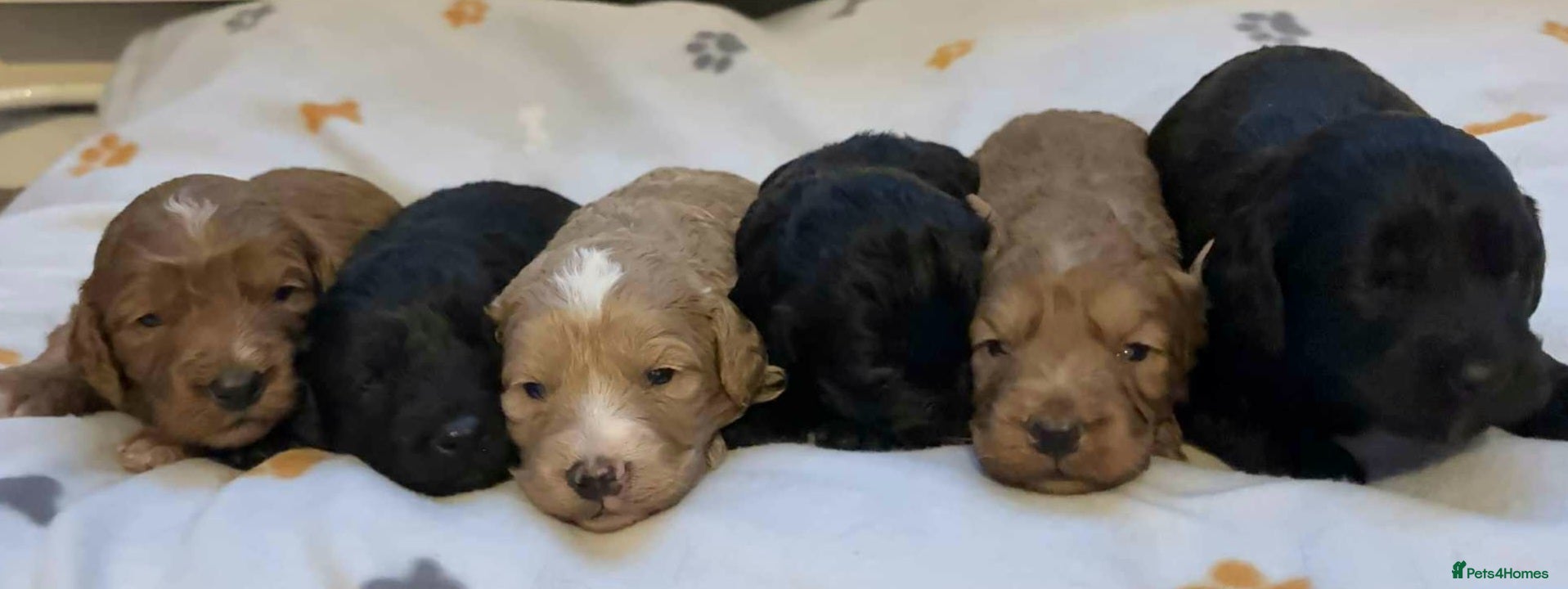 Cockapoo dogs Perfect Cockerpoo puppies  - Advert 1