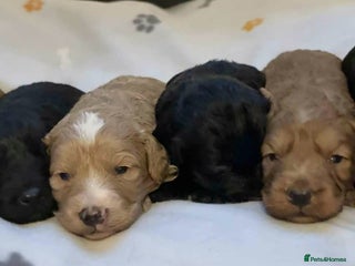 Cockapoo dogs Perfect Cockerpoo puppies - Advert 1