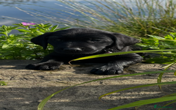 Labrador Retriever dogs for sale: Excellent KC reg-health checked home bred line - Image 20