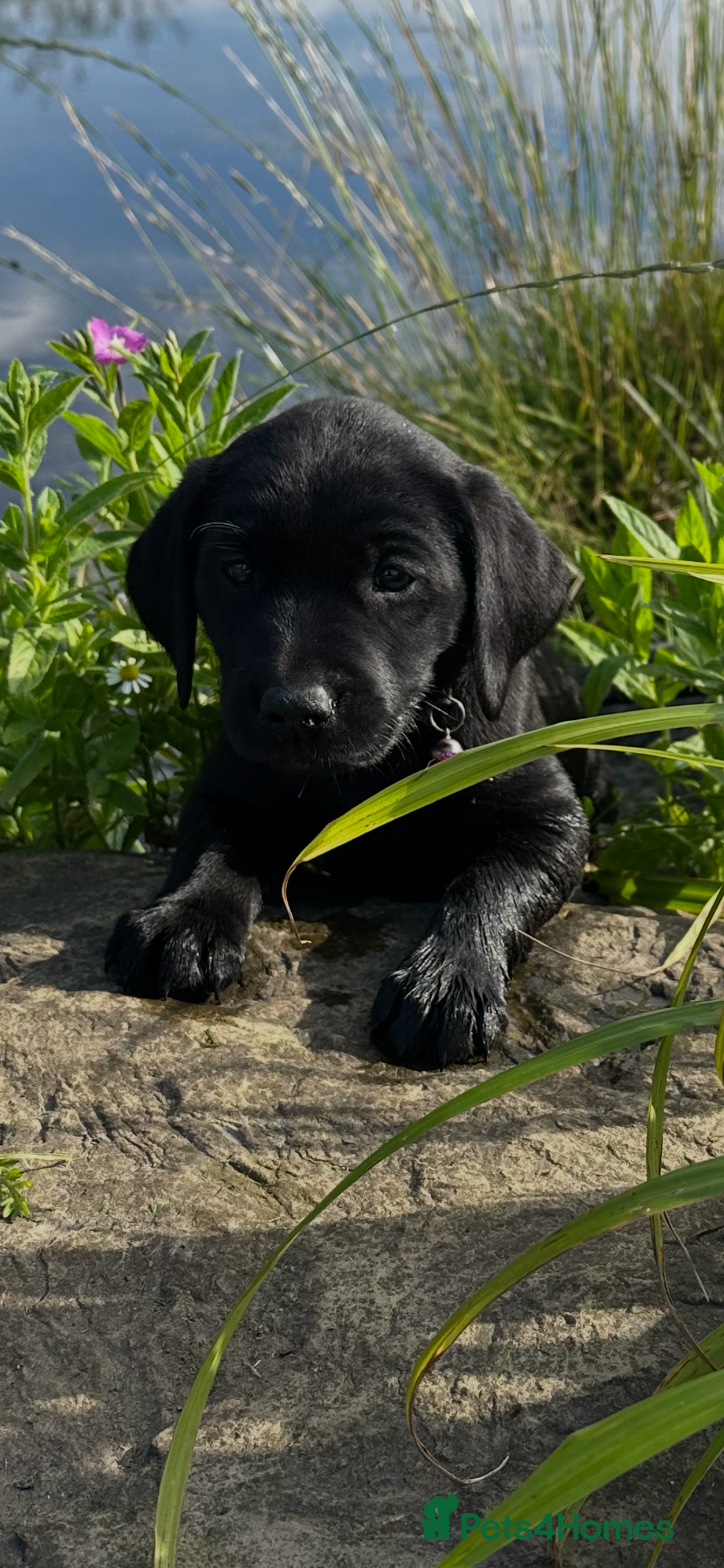 Labrador Retriever dogs for sale: Excellent KC reg-health checked home bred line - Image 20