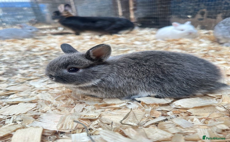 Netherland Dwarf rabbits - Advert 11