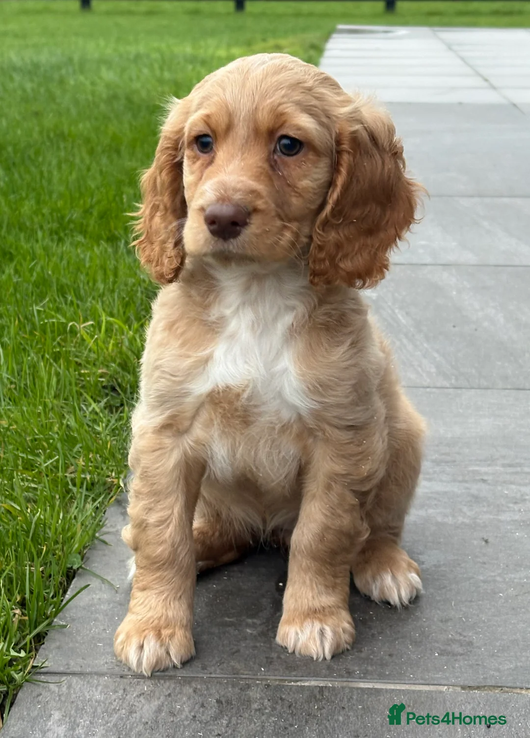 Cockapoo dogs for sale: F1B Cockapoo Puppies - Advert 3