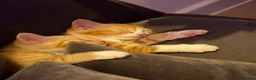Mixed Breed cats for sale: Maine coon mixed kitten clever and very very sweet in Chelmsford - Advert 23