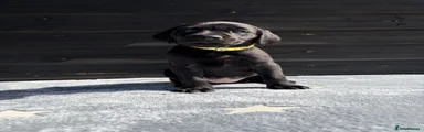  Puppy 7